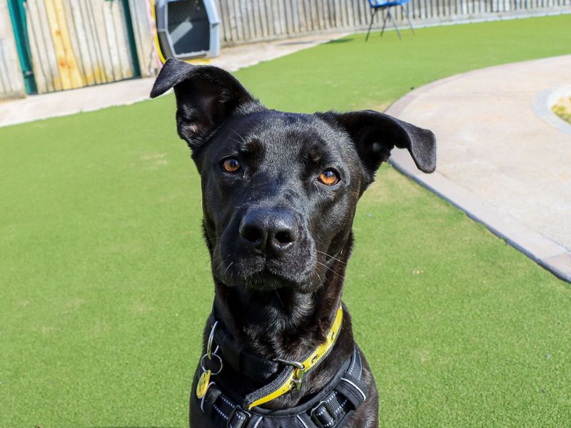 Luna | Belgian Shepherd Dog (Malinois) Cross | Evesham (Worcestershire) - 1