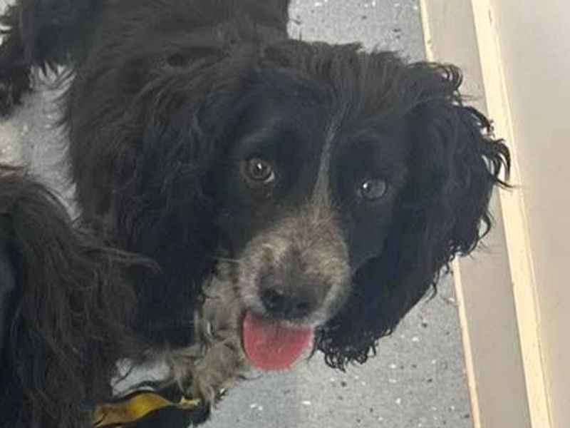 Edna | Spaniel (Cocker) | Evesham (Worcestershire) - 1