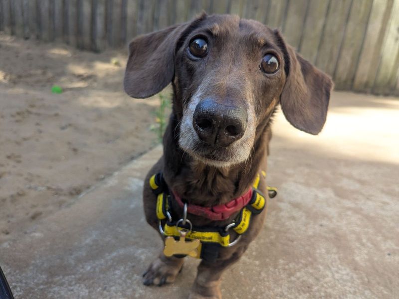 Oscar | Dachshund (Miniature Smooth Haired) | Ilfracombe - 2