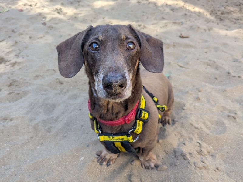 Oscar | Dachshund (Miniature Smooth Haired) | Ilfracombe - 3