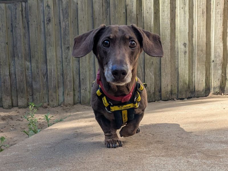 Oscar | Dachshund (Miniature Smooth Haired) | Ilfracombe - 1
