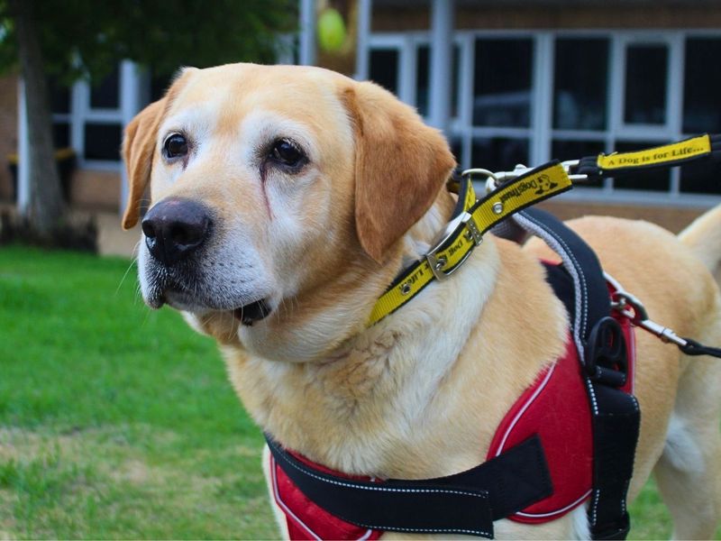 Chester | Retriever (Labrador) | Manchester - 3