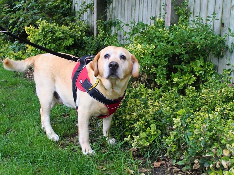 Chester | Retriever (Labrador) | Manchester - 2