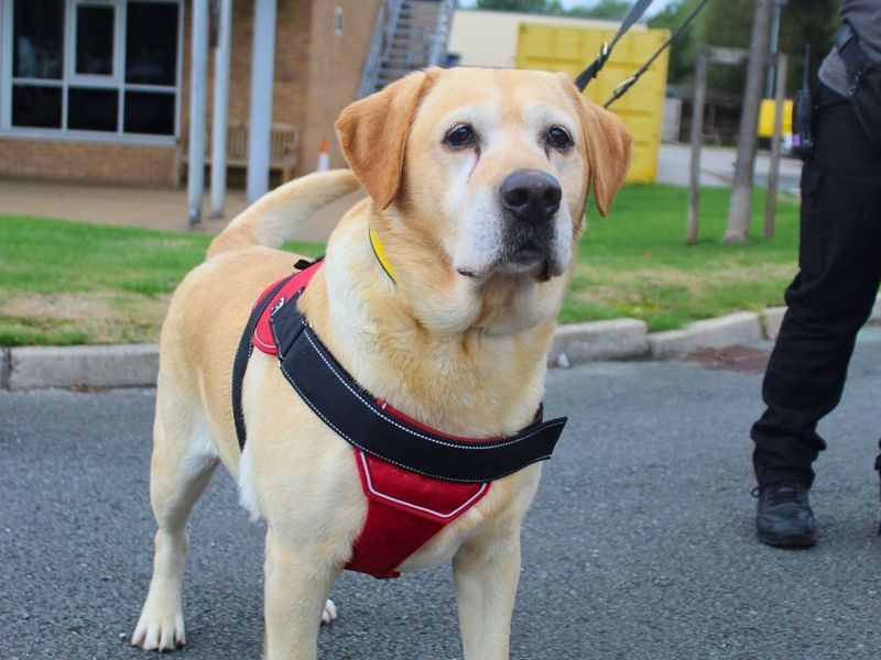 Chester | Retriever (Labrador) | Manchester - 4
