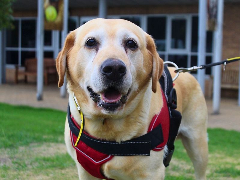 Chester | Retriever (Labrador) | Manchester - 1