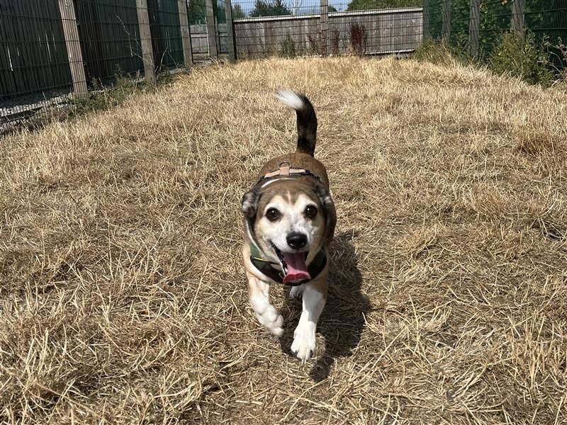 Xander | Terrier (Jack Russell) | Cardiff - 3