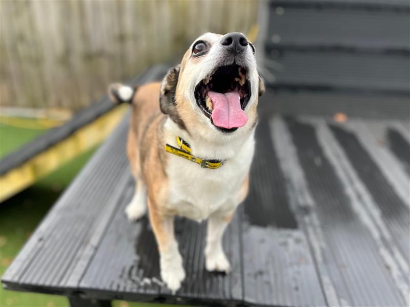 Xander | Terrier (Jack Russell) | Cardiff - 2