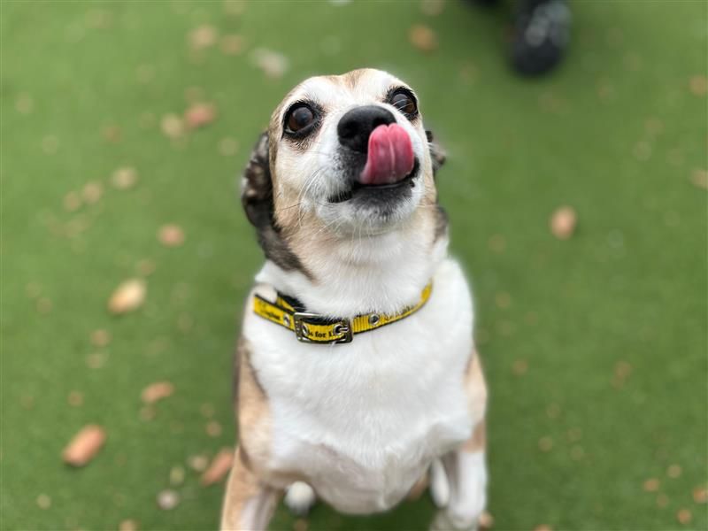 Xander | Terrier (Jack Russell) | Cardiff - 5