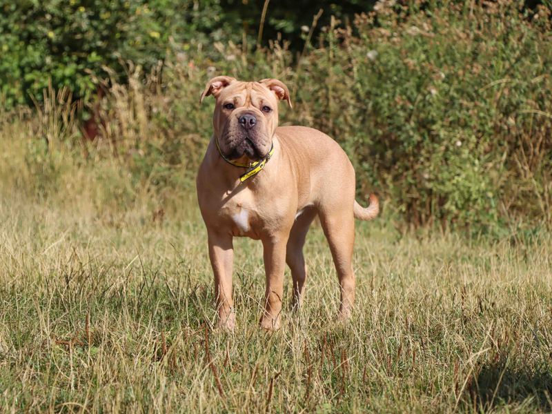 Bonnie | Shar Pei | Darlington - 1