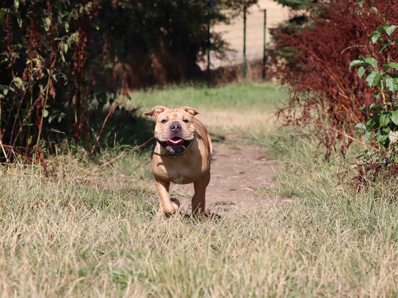 Bonnie | Shar Pei | Darlington - 4
