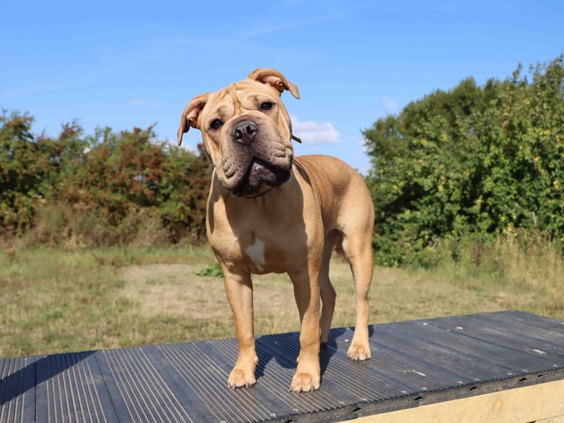 Bonnie | Shar Pei | Darlington - 3