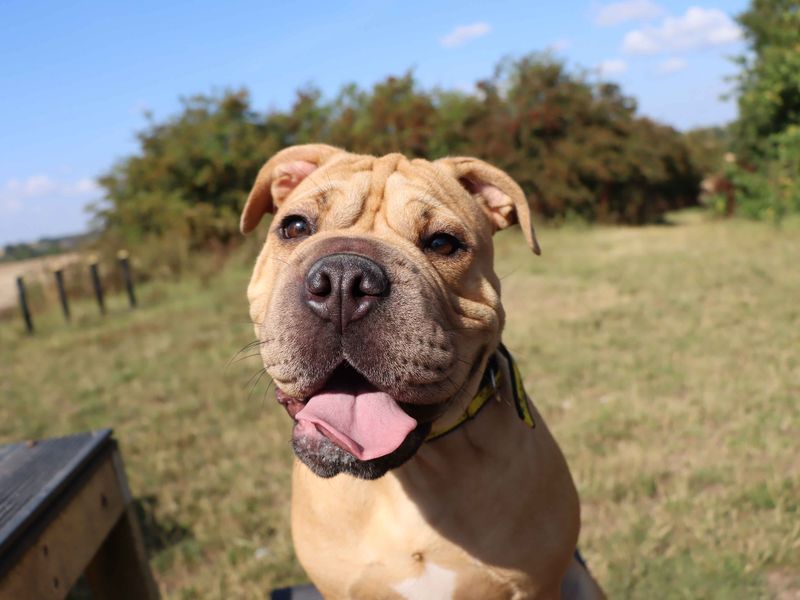 Bonnie | Shar Pei | Darlington - 2