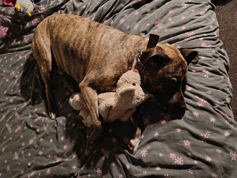 Woody | American Bulldog Cross | Cardiff - 6