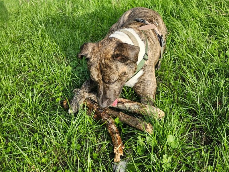 Woody - Image 5 of 6
