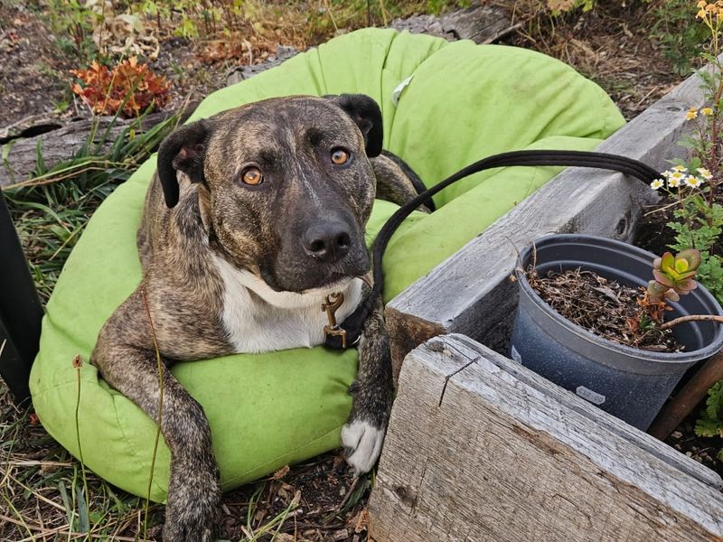 Woody | American Bulldog Cross | Cardiff - 2