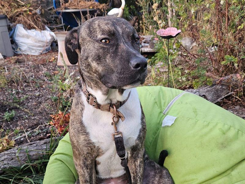 Woody | American Bulldog Cross | Cardiff - 3