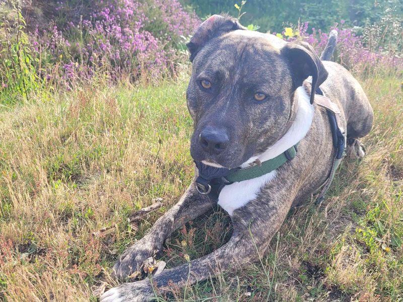 Woody | American Bulldog Cross | Cardiff - 1