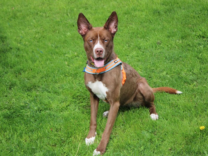 Nala | Siberian Husky Cross | Merseyside (Liverpool) - 2