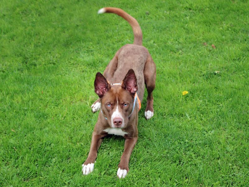 Nala | Siberian Husky Cross | Merseyside (Liverpool) - 3