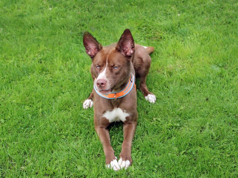 Nala | Siberian Husky Cross | Merseyside (Liverpool) - 1