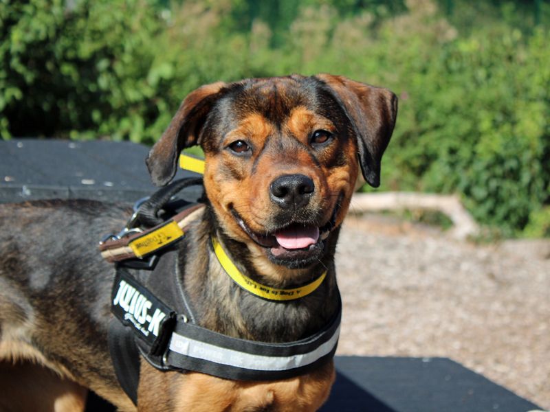 Princess | Rottweiler Cross | Merseyside (Liverpool) - 1