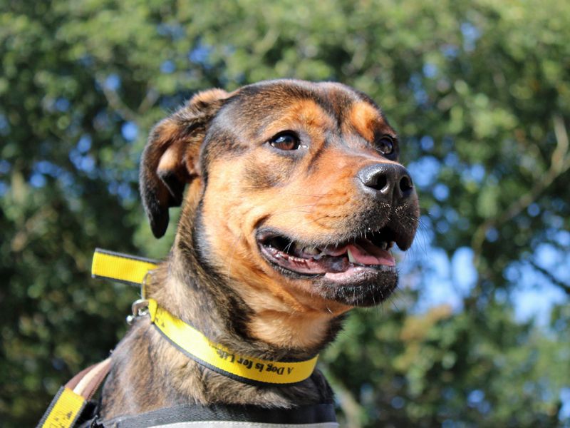 Princess | Rottweiler Cross | Merseyside (Liverpool) - 3