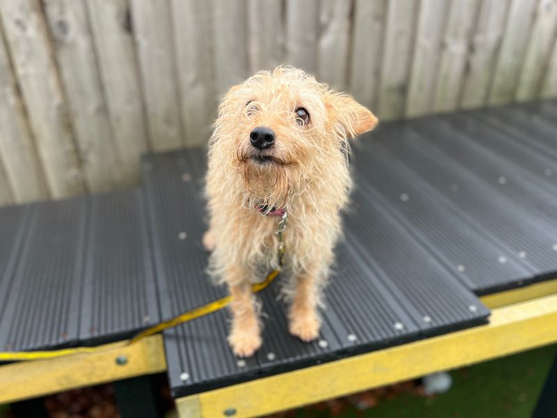 Sofia | Terrier (Border) Cross | Cardiff - 1