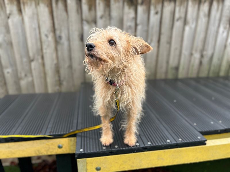 Sofia | Terrier (Border) Cross | Cardiff - 2