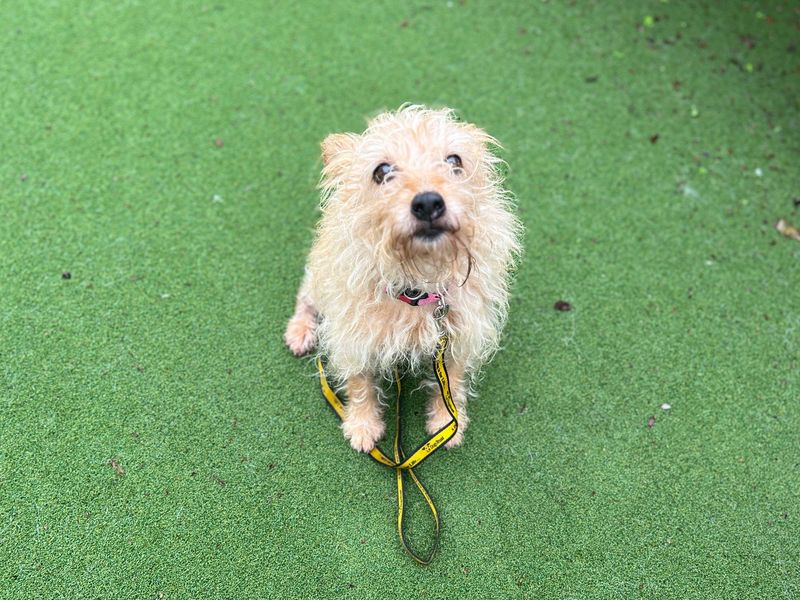 Sofia | Terrier (Border) Cross | Cardiff - 3