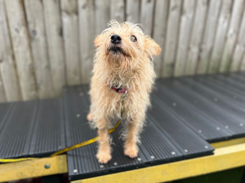 Sofia | Terrier (Border) Cross | Cardiff - 5