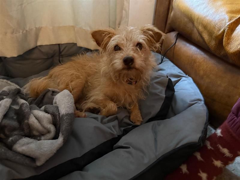 Sofia | Terrier (Border) Cross | Cardiff - 6