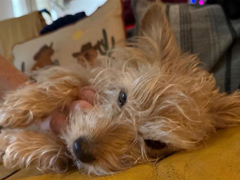 Sofia | Terrier (Border) Cross | Cardiff - 4
