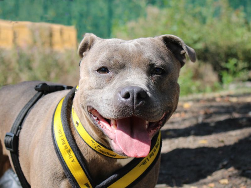 Staffordshire Bull Terrier Dogs And Puppies For Adoption