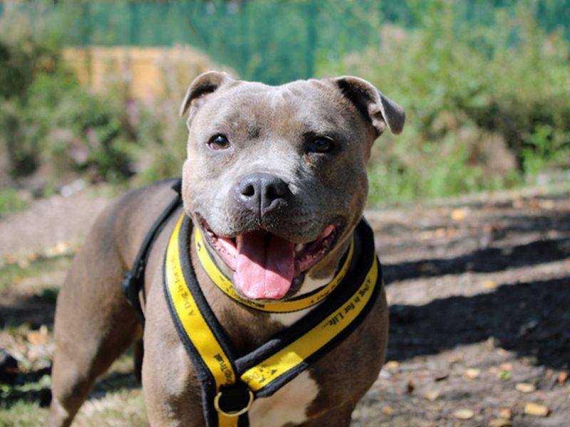 Bluey | Terrier (Staffordshire Bull) | Merseyside (Liverpool) - 2
