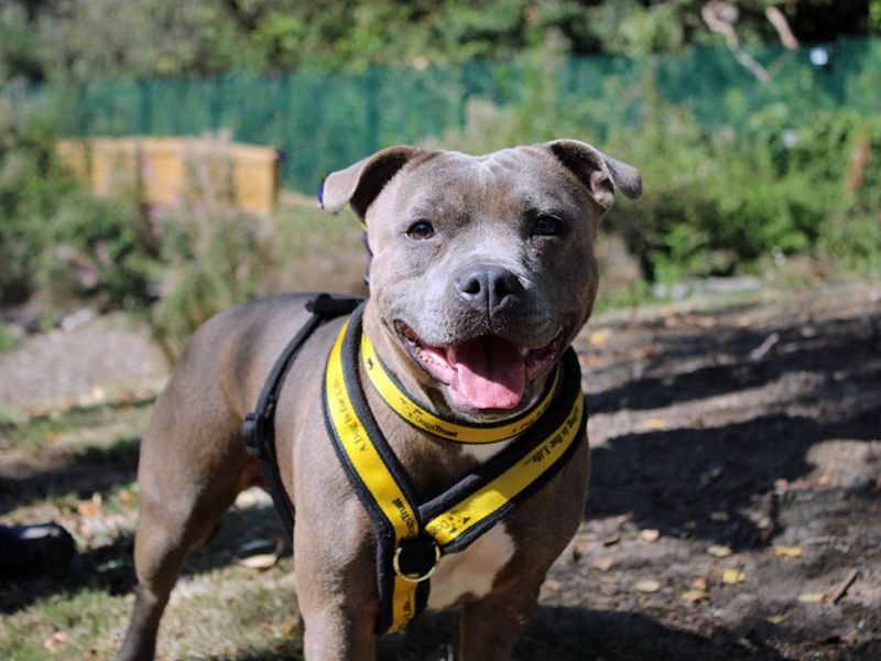 Bluey | Terrier (Staffordshire Bull) | Merseyside (Liverpool) - 3