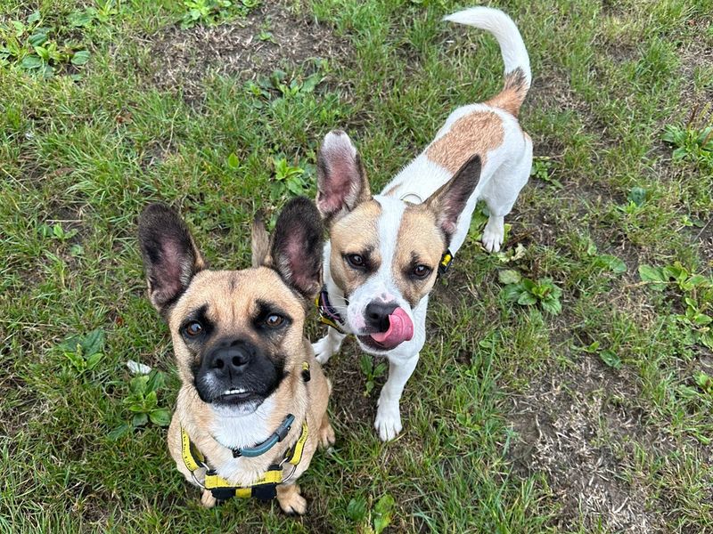 Skye & Rolo