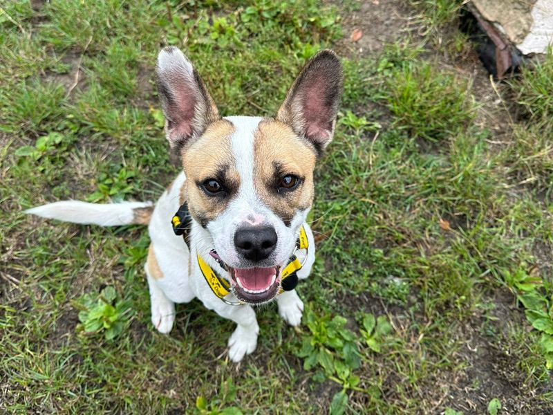 Skye | French Bulldog Cross | Shrewsbury (Shropshire) - 1