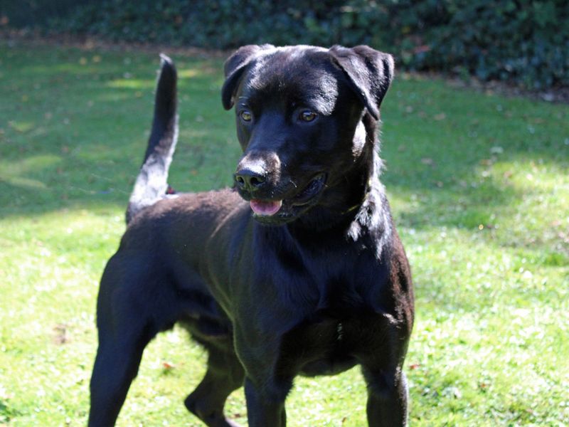 Noah | Retriever (Labrador) | Merseyside (Liverpool) - 3