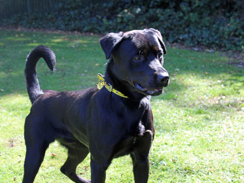 Noah | Retriever (Labrador) | Merseyside (Liverpool) - 2