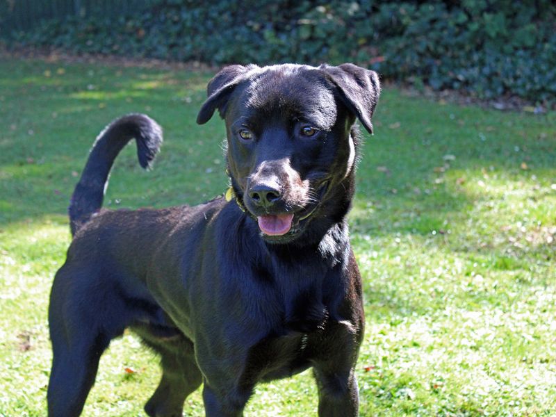 Noah | Retriever (Labrador) | Merseyside (Liverpool) - 1