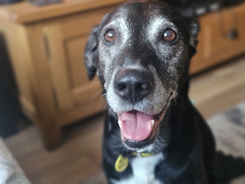 Arthur | Retriever (Labrador) Cross | Glasgow - 1