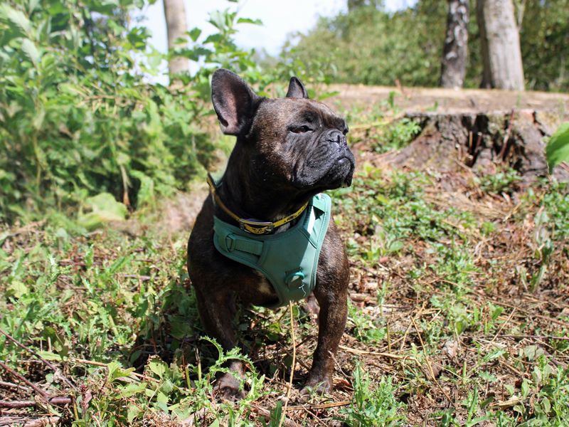 Eclair | French Bulldog | Merseyside (Liverpool) - 3