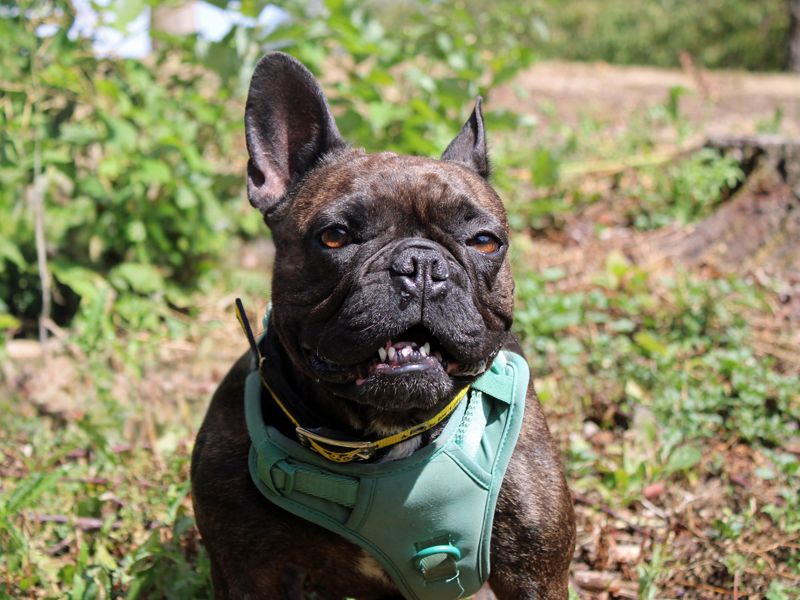 Eclair | French Bulldog | Merseyside (Liverpool) - 1