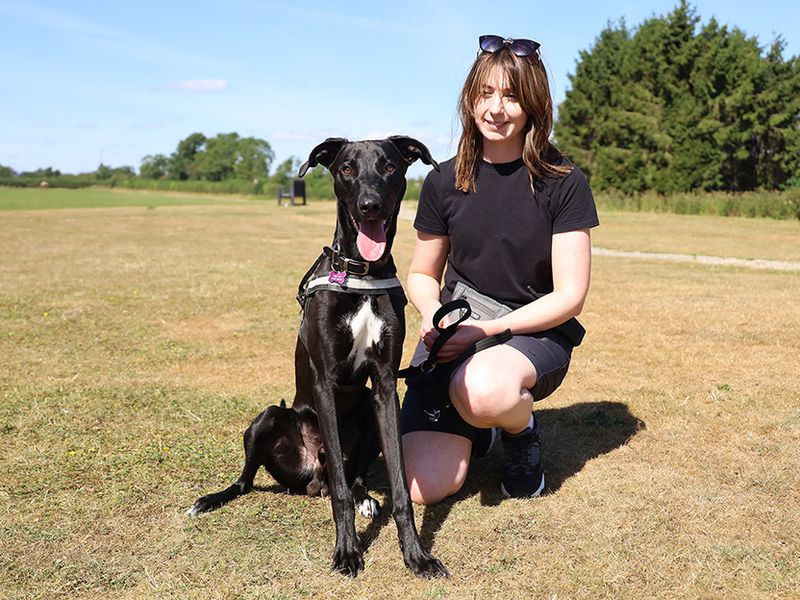 Raffy | Lurcher | Leeds - 2
