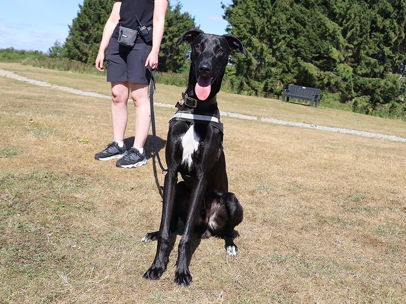 Raffy | Lurcher | Leeds - 3