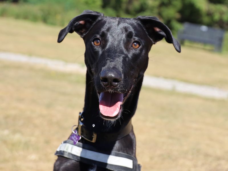 Raffy | Lurcher | Leeds - 1