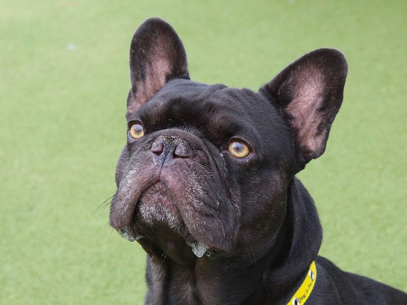 Colin | French Bulldog | Evesham (Worcestershire) - 4