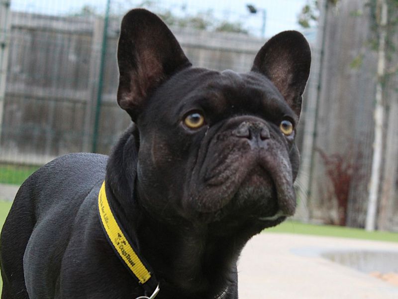 Colin | French Bulldog | Evesham (Worcestershire) - 3
