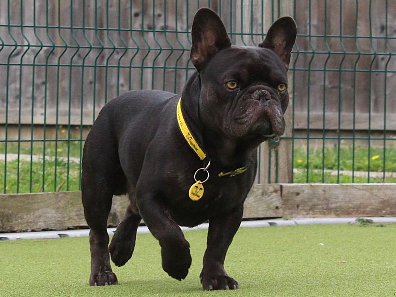 Colin | French Bulldog | Evesham (Worcestershire) - 2