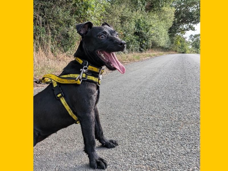 Poppy | Terrier (Patterdale) | Snetterton (Norfolk) - 2
